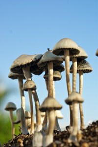 pan-cyans-jamaicano11.jpg