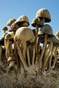 pan-cyans-jamaicano10.jpg