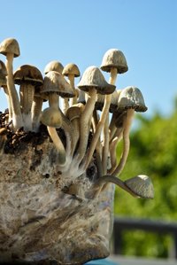 pan-cyans-jamaicano09.jpg
