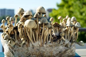 pan-cyans-jamaicano08.jpg