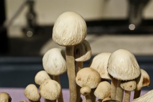 pan-cyans-jamaicano07.jpg
