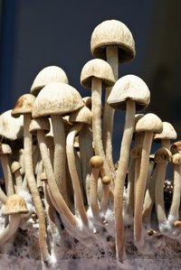pan-cyans-jamaicano06.jpg