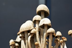 pan-cyans-jamaicano05.jpg