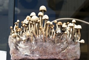 pan-cyans-jamaicano04.jpg