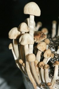 pan-cyans-jamaicano03.jpg