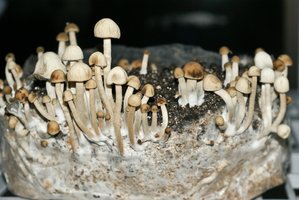 pan-cyans-jamaicano02.jpg