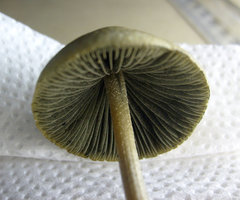 Panaeolus Cyanescens