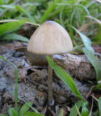 panaeolus-cyanescens16.jpg