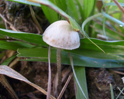 panaeolus-cyanescens15.jpg