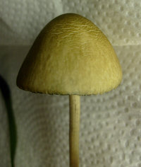 panaeolus-cyanescens14.jpg