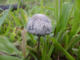 panaeolus-cyanescens13.jpg