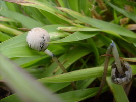 panaeolus-cyanescens12.jpg