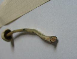 panaeolus-cyanescens10.jpg