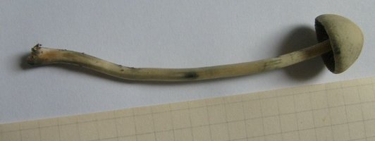 panaeolus-cyanescens09.jpg