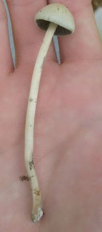 panaeolus-cyanescens08.jpg