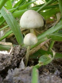 panaeolus-cyanescens07.jpg