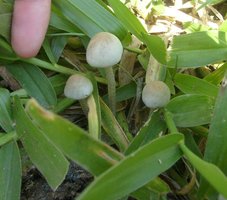 panaeolus-cyanescens06.jpg