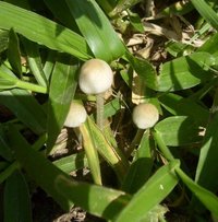 panaeolus-cyanescens05.jpg