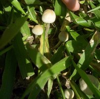 panaeolus-cyanescens04.jpg