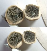 panaeolus-cyanescens03.jpg