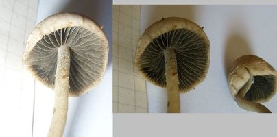 panaeolus-cyanescens02.jpg