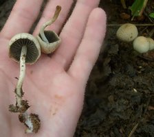 panaeolus-cyanescens01.jpg