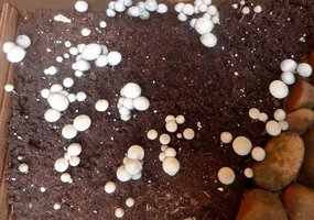 Panaeolus Cambodginiensis Sandose