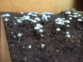 panaeolus-cambodginiensis-sandose09.jpg