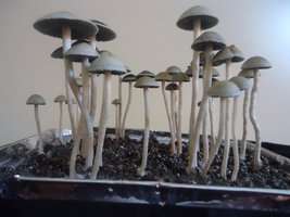 panaeolus-cambodginiensis-sandose07.jpg