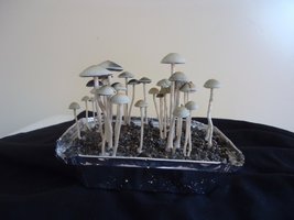 panaeolus-cambodginiensis-sandose06.jpg