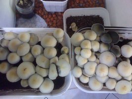 panaeolus-cambodginiensis-sandose05.jpg