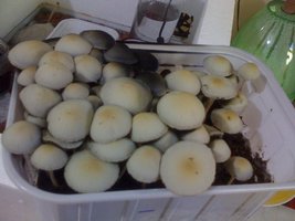 panaeolus-cambodginiensis-sandose04.jpg