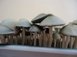 panaeolus-cambodginiensis-sandose03.jpg