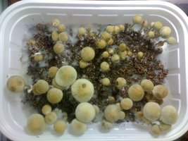 panaeolus-cambodginiensis-sandose01.jpg