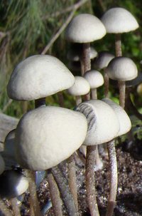 Panaeolus Cambodginiensis Goliath