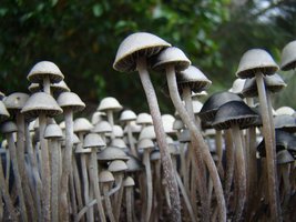 panaeolus-cambodginiensis19.jpg