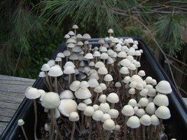 panaeolus-cambodginiensis18.jpg