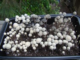 panaeolus-cambodginiensis17.jpg