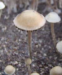 panaeolus-cambodginiensis16.jpg