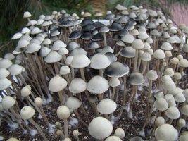 panaeolus-cambodginiensis15.jpg