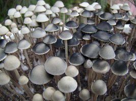 panaeolus-cambodginiensis14.jpg