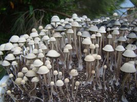 panaeolus-cambodginiensis13.jpg