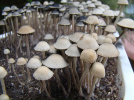 panaeolus-cambodginiensis12.jpg