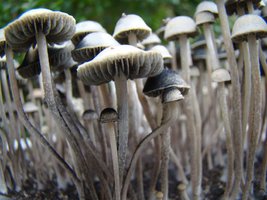 panaeolus-cambodginiensis11.jpg