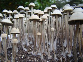 panaeolus-cambodginiensis10.jpg