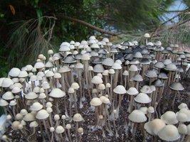 panaeolus-cambodginiensis09.jpg