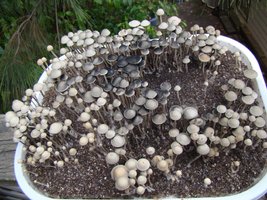 panaeolus-cambodginiensis08.jpg