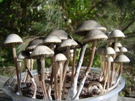 panaeolus-cambodginiensis07.jpg
