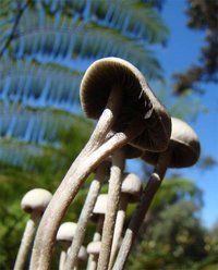 panaeolus-cambodginiensis05.jpg