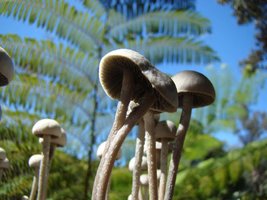 panaeolus-cambodginiensis04.jpg